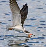 Black Skimmer Skimming_40317